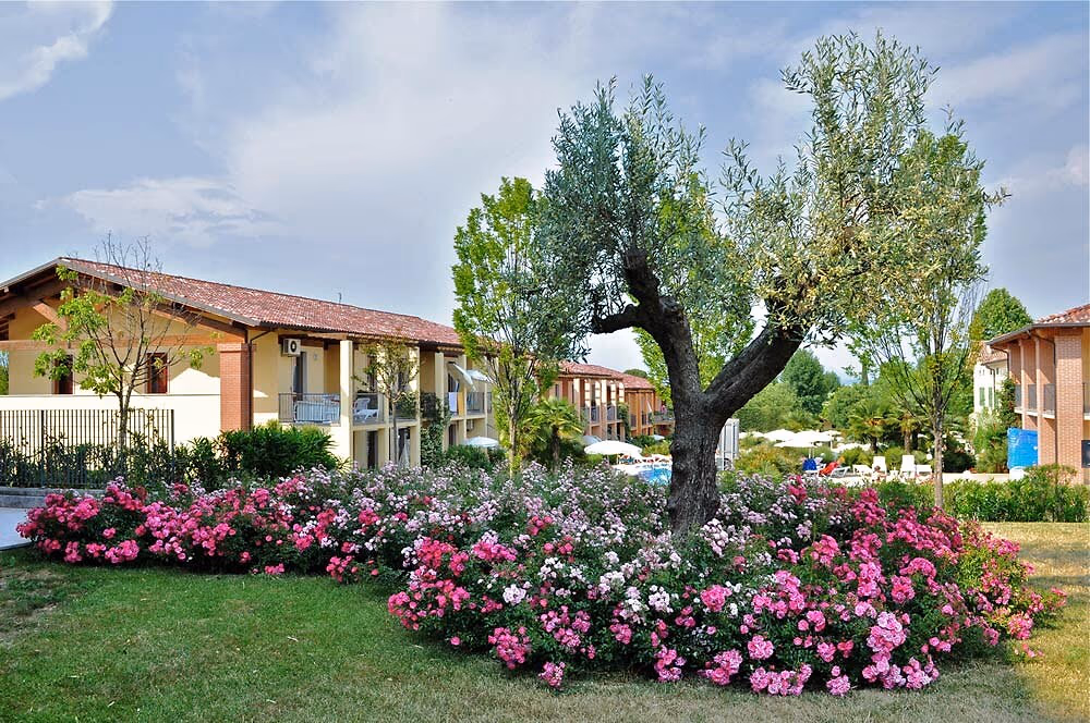Appartementen Ibisco achter bloeiende struiken en olijfbomen op Camping Bella Italia